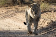 light main lion - NOT common in Kalahari