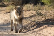 light main lion - NOT common in Kalahari