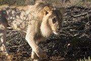 light main lion - NOT common in Kalahari