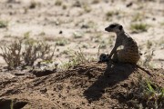 meerkats
