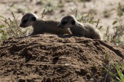 meerkats