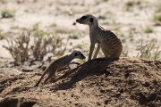 meerkats