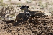 meerkats