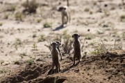meerkats