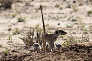 meerkats