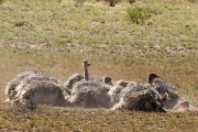 ostriches