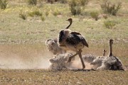 ostriches