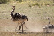 ostriches