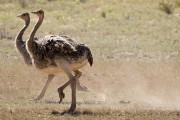 ostriches