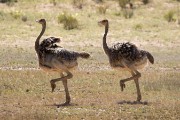 ostriches