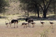 ostriches and their young