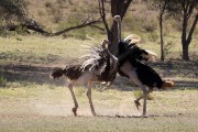ostriches