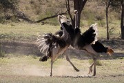 fighting ostrich