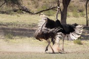 or maybe dancing ostriches