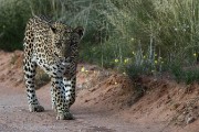 leopard, Botshelo walking the road at dawn