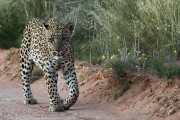 leopard, Botshelo walking the road at dawn, we were the only truck