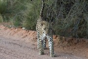 leopard Botshelo lookin to mate