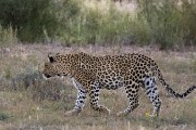 leopard, Botshelo