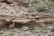 leopard in cliffs