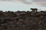 Botshelo on ridge