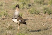 Kori bustard