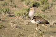 Kori bustard