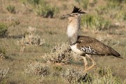 Kori bustard