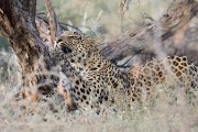 leopard mom Ikhaya sharpening nails