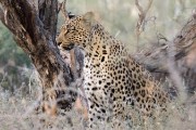 leopard, Ikhaya