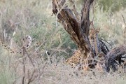 Ikhaya, Ikhaya's cub