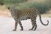 leopard, Ikhaya