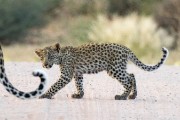 leopard cub,  Ikhaya
