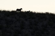 leopard Mom and cub heading over the hill