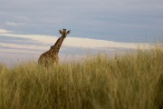 baby giraffe on Lower Dune road