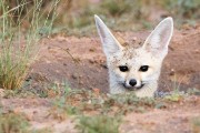 cape fox