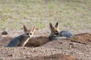 cape fox