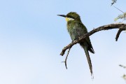 Swallow-tailed Bee-eater