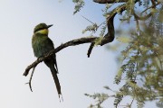 Swallow-tailed Bee-eater