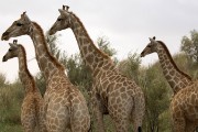 giraffes