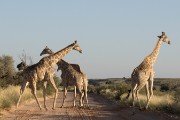 giraffes