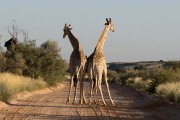 fighting giraffe
