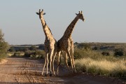fighting giraffe