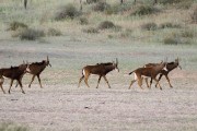 young Sable antelope at Torgos Lodge