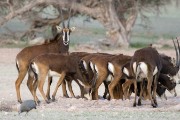 Sable herd