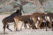male sable with the females