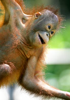 Orangutan in Kuching