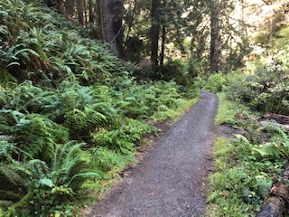 Fern Canyon Trail