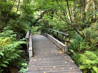 Fern Canyon Bridge