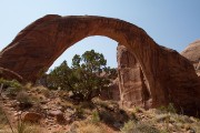 Rainbow Bridge framing the tree