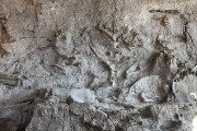 Dinosaur National momument real fossils
